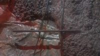 IMG-20210413-WA0012