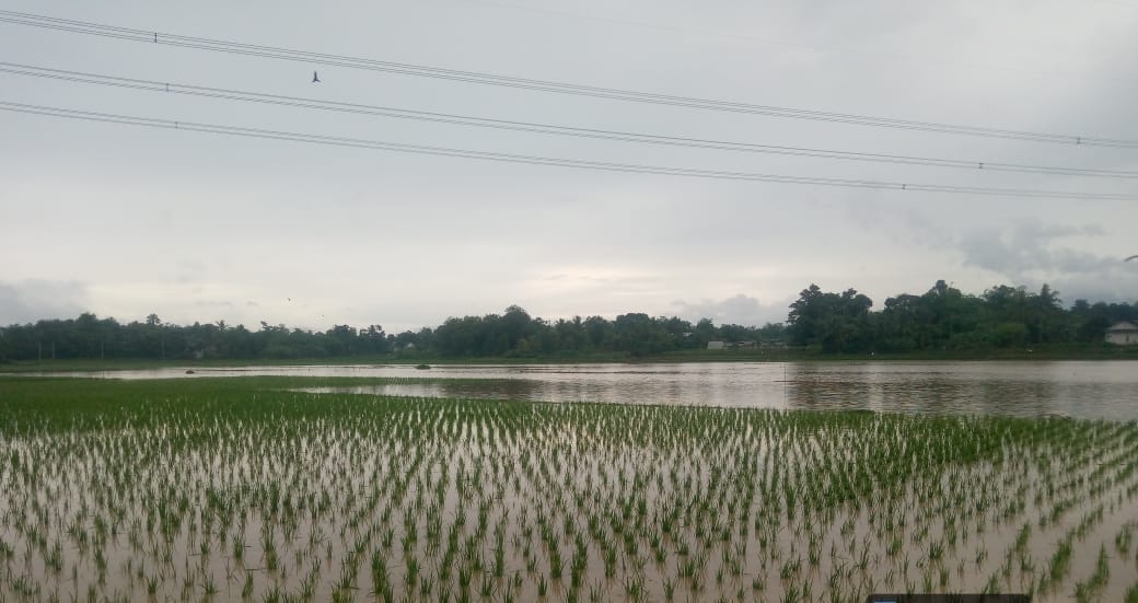 DKPP Kabupaten Serang Pastikan Beri Bantuan Bibit Benih untuk 2.175 Hektare Lahan Pertanian Terdampak Banjir