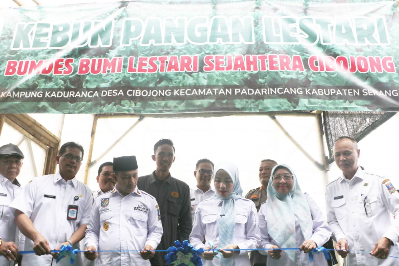 Panen Perdana Selada Hidroponik, Ratu Zakiyah jadikan BUMDes Cibojong Padarincang Pilot Project