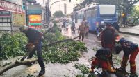 Petugas Trantib Kecamatan Larangan bersama Damkar UPT Ciledug gerak cepat tangani pohon tumbang di Jl. HOS Cokroaminoto, kawasan Puribeta 2, Kelurahan Larangan Utara, Kecamatan Larangan, Kota Tangerang. Sumber : Kecamatan Larangan
