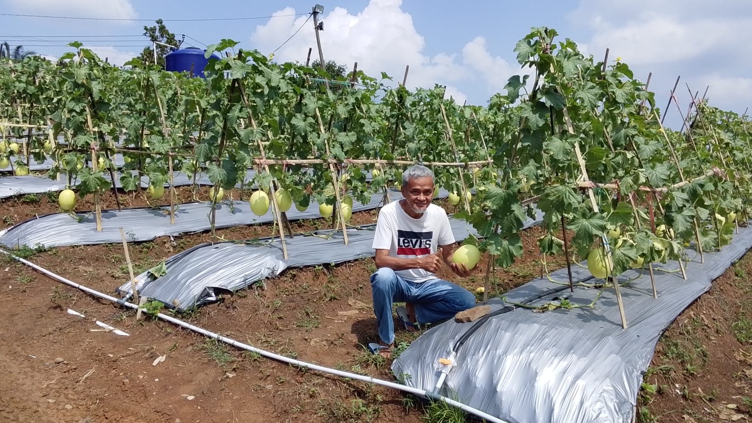 Petani buah Melon sekaligus pengurus Kadin Banten saat memperlihatkan buah Melon Premium.