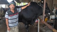 Presiden Prabowo RI Salurkan Sapi Kurban 1,1 Ton untuk Masyarakat Kota Tangerang.
