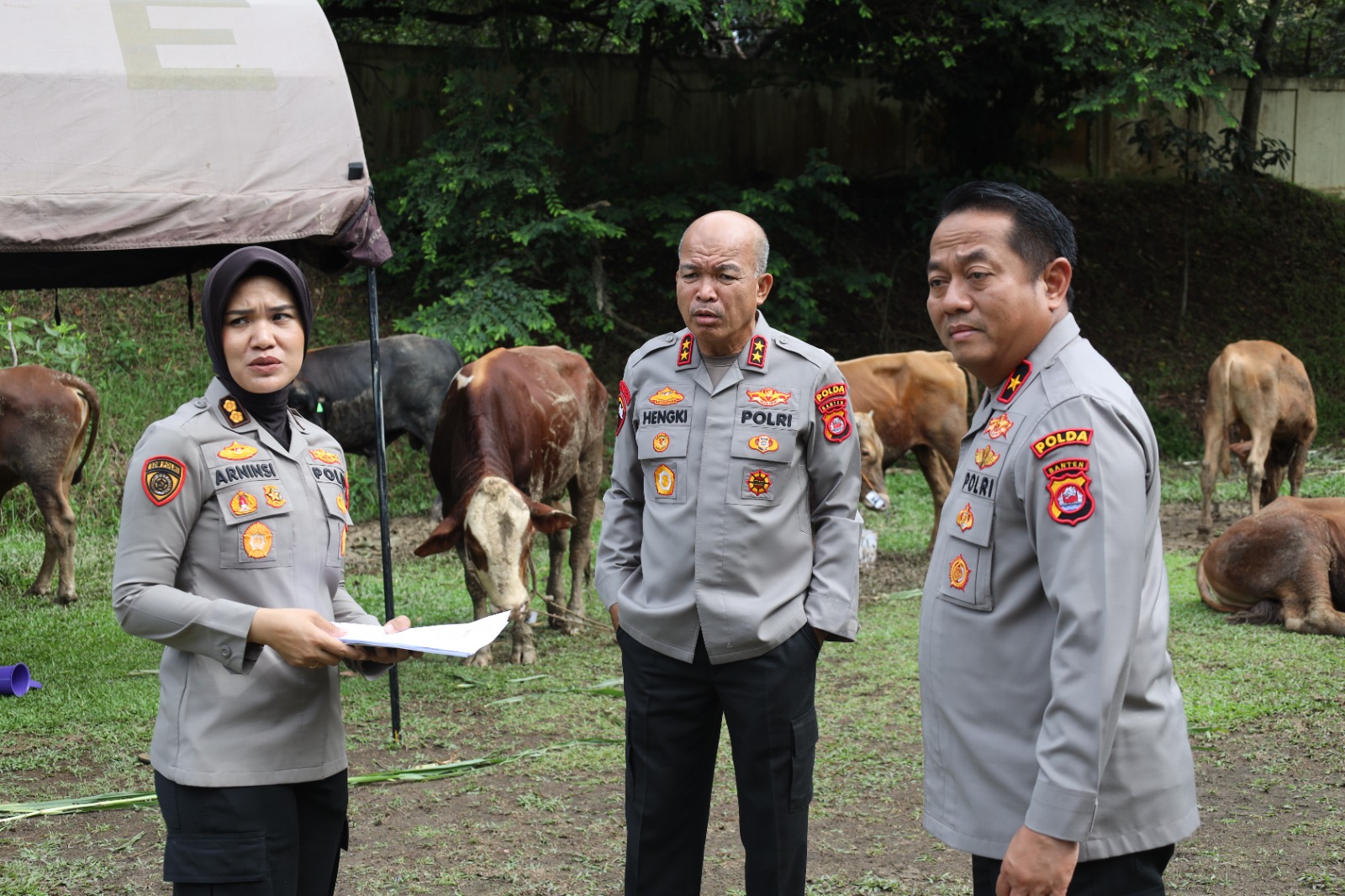 Polda Banten Salurkan 70 Sapi & 5 Domba Qurban ke Masyarakat