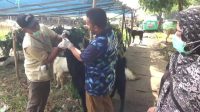DKP Kota Tangerang Siagakan Ratusan Petugas untuk Awasi Pelaksanaan Kurban