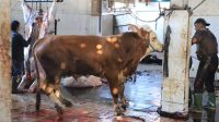 Modern dan Higienis, RPH Bayur Kota Tangerang Layani Puluhan Sapi Kurban
