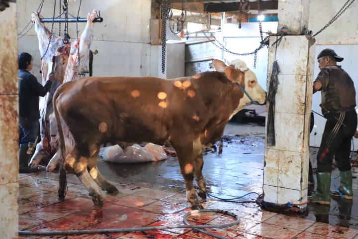 Modern dan Higienis, RPH Bayur Kota Tangerang Layani Puluhan Sapi Kurban