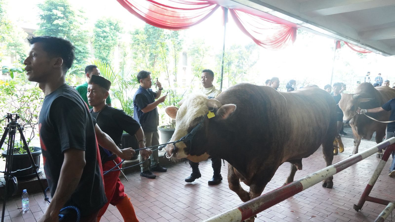 Iduladha 1447 H, Masjid Istiqlal Terima Amanah 65 Sapi dan 13 Kambing Kurban