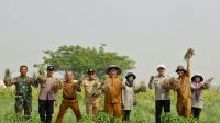Pemkab Serang Panen Raya Bawang Merah Program Ratu Tani Bahagia