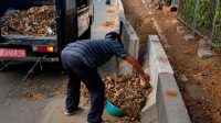 Sambut HUT RI, Pemkot Tangerang Gencarkan Pembersihan Median Jalan