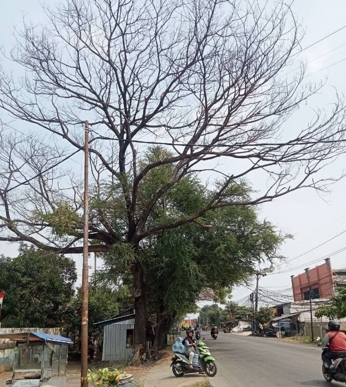 Respons Cepat Laporan Warga, DLH Kota Tangerang Tangani Ranting Pohon Membahayakan di Periuk
