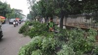 Pohon Berpotensi Membahayakan Keselamatan? Berikut Cara Mengajukan Penebangannya di Kota Tangerang