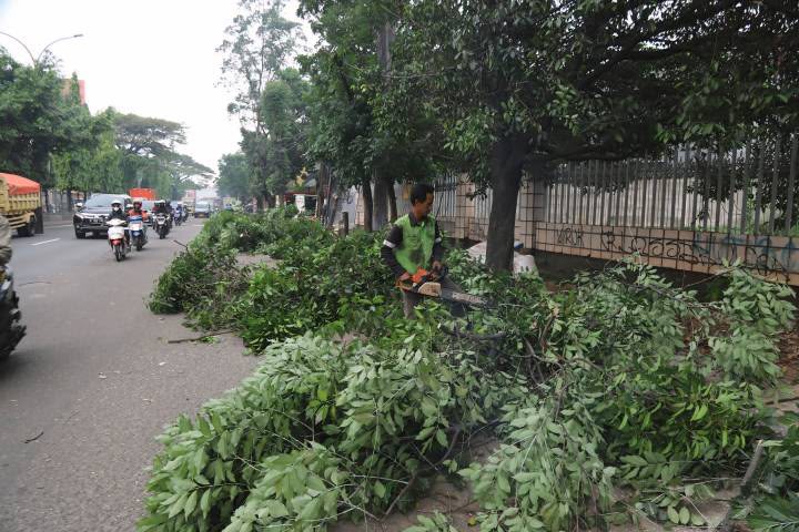 Pohon Berpotensi Membahayakan Keselamatan? Berikut Cara Mengajukan Penebangannya di Kota Tangerang