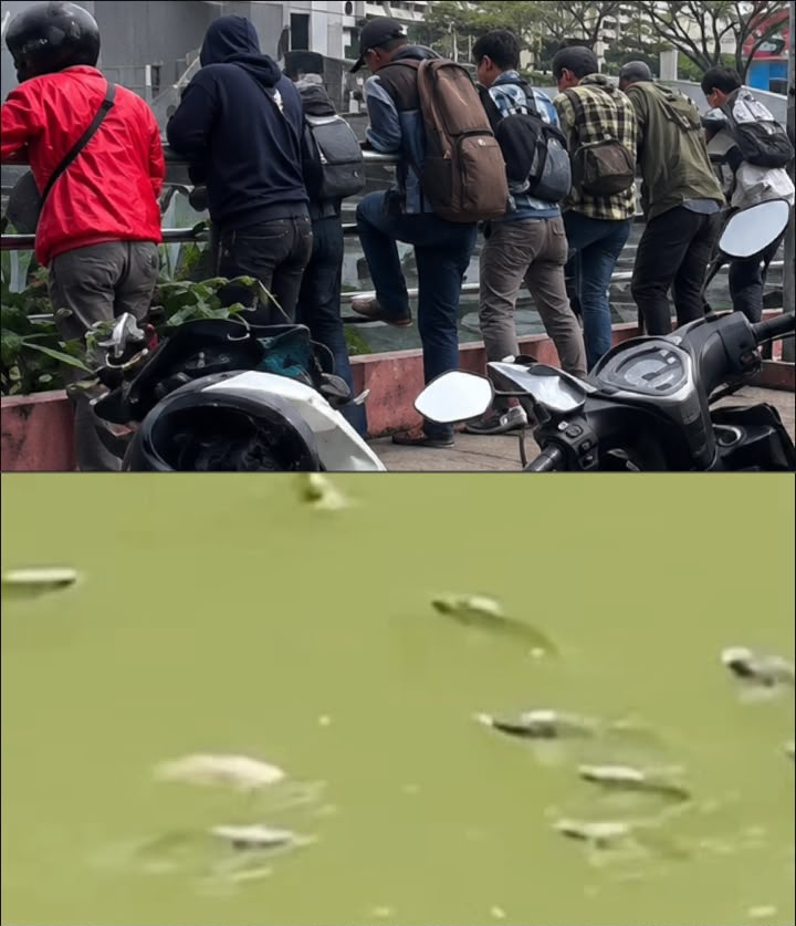 Fenomena Ikan Mengapung di Cisadane, DLH Kota Tangerang Pastikan Kualitas Air Sungai Masih Sesuai Baku Mutu