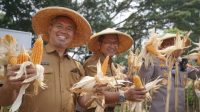 Dukung Swasembada Jagung 2026, Pemkot Tangerang Gelar Panen Jagung Kuartal III
