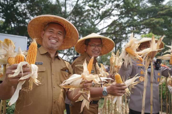 Dukung Swasembada Jagung 2026, Pemkot Tangerang Gelar Panen Jagung Kuartal III