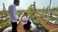 Dukung Ketahanan Pangan, Kadin Lebak Sukses Gelar Panen Raya Melon Premium.
