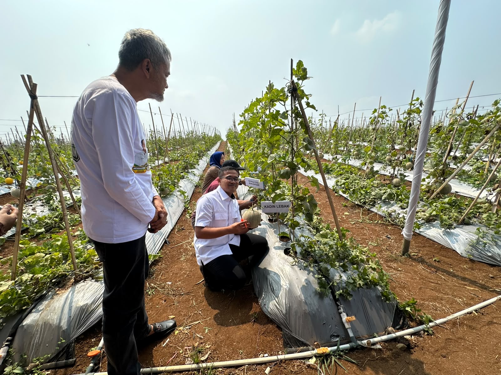 Dukung Ketahanan Pangan, Kadin Lebak Sukses Gelar Panen Raya Melon Premium.