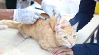 Hari Rabies Sedunia, Kota Tangerang Pertahankan Nol Kasus Rabies 14 Tahun Berturut-turut