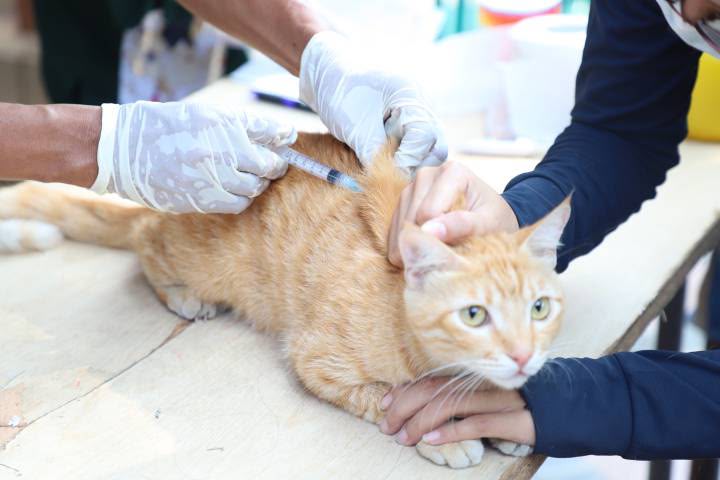Hari Rabies Sedunia, Kota Tangerang Pertahankan Nol Kasus Rabies 14 Tahun Berturut-turut