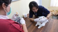 Peringati World Rabies Day 2026, DKP Kota Tangerang Gelar Vaksinasi Rabies Gratis untuk Hewan Peliharaan