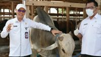 Hari Jadi ke-500 Kabupaten Serang, DKPP Tanam Padi 500 Hektare dan 500 Vaksinasi Hewan Ternak