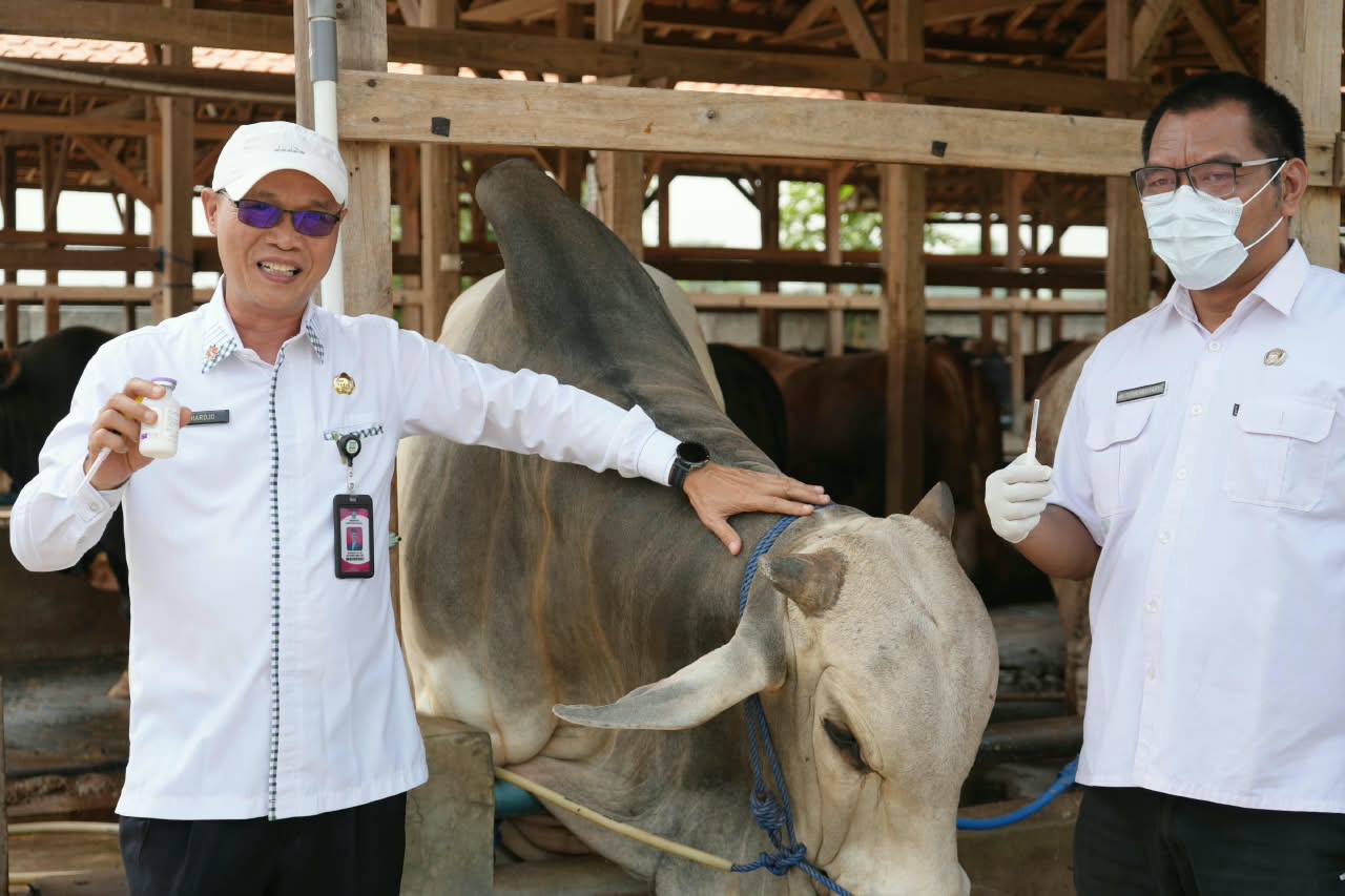 Hari Jadi ke-500 Kabupaten Serang, DKPP Tanam Padi 500 Hektare dan 500 Vaksinasi Hewan Ternak